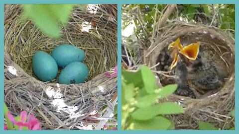 Baby Bird Hatching 2023 Best, #babybirds , #bestbabybirds, #BabyBirdHatching #NewLife #NatureWonder