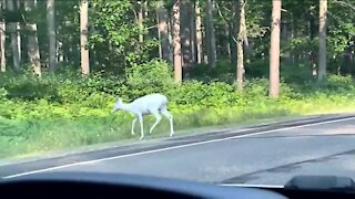 IN DEPTH: White deer in Wisconsin