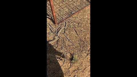 Caged up wild boar