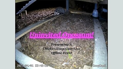 Uninvited Opossum