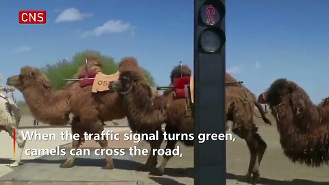 World's first traffic light for camels debuts in NW China's Gansu