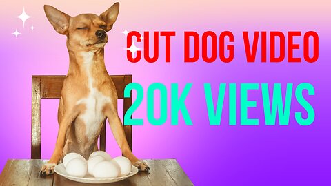 Funny animal videos | Cute animal videos | Funny dog&cat videos | Hilarious pet videos | funny video