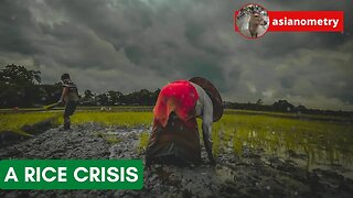 The Great Asian Rice Crisis of 2008