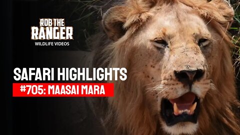 Safari Highlights #705: 12 August 2022 | Lalashe Maasai Mara | Latest Wildlife Sightings