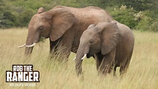 Elephant Herd Outside Camp | Maasai Mara Safari | Zebra Plains