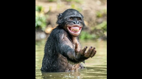 OMG Never Seen Before Monkey Laugh Funny Video 2023. monkey videos funny