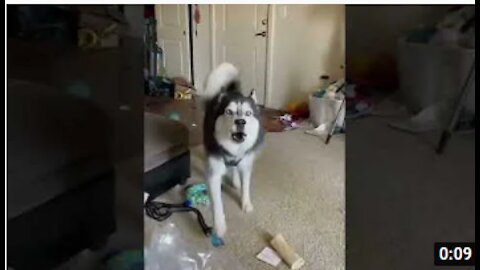 husky singing and talking funny animals videos #shorts #viral #tiktok #husky