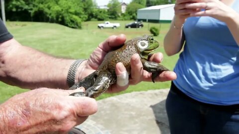 Man holding large frog in hand