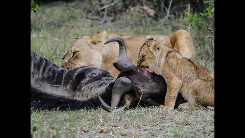 Lion hunting buffalo in africa. Lion hunting Successfully Wild Animal & Nature