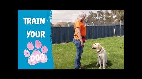 FREE DOG TRAINING SERIES – Lesson 1- how to teach your dog to sit and drop
