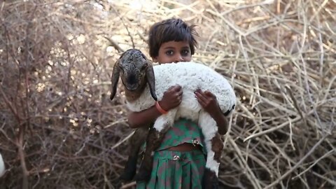 Portrait of beautiful Indian girl holding a lamb in her hands