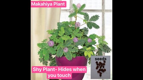 A Plant with Muscles (Makahiya Plant) Very Interesting!