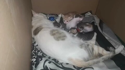 Mom and Kittens Sleeping and Playing Vlog - Meditation Music