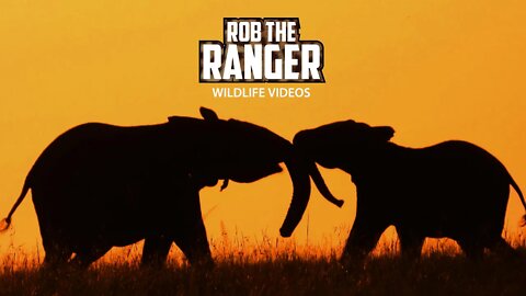 Elephant Herd At Sunrise | Maasai Mara Safari | Zebra Plains