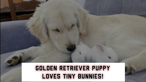 Golden Retriever Puppy Loves Tiny Bunnies!