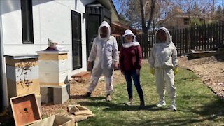 In Good Company: Free Range Beehives