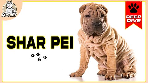 EVERYTHING You NEED To KNOW About The SHAR PEI