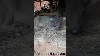 cute baby buffalo