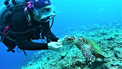 Scuba diver melts after friendly wild sea turtle captures her heart