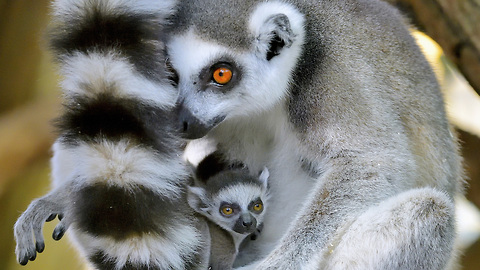 Adorable Lemur Twins Are Vienna Zoo’s Newest Arrivals: ZooBorns