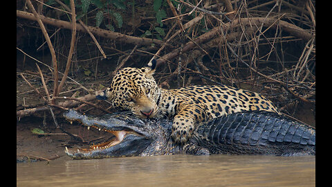 Jaguar Attacks Crocodile Cousin caiman