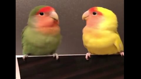 A parrot feeding his friend ... very cute