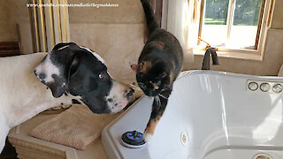 Funny Cat Loves To Nuzzle With Great Dane And Almost Falls Into Bathtub