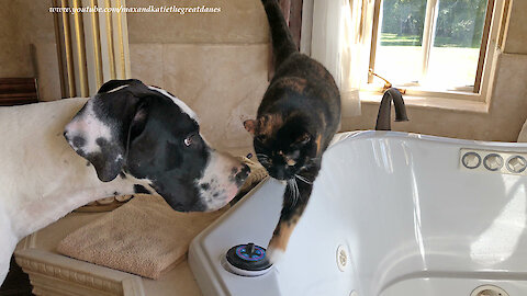 Funny Cat Loves To Nuzzle With Great Dane And Almost Falls Into Bathtub