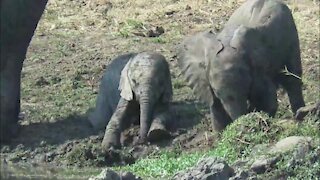 Baby elephant adorably struggles to stand in slippery mud