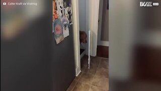 Ce chaton ouvre la porte à son ami le chien!