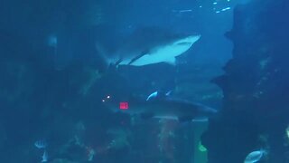 Stingray, Shark and Giant Sea Turtle - Newport Aquarium - Jan '23