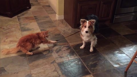 A Cat Holds A Dog's Leash And Tires To Make Him Stay At Home