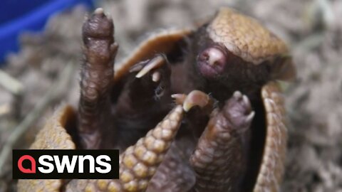 This tiny 1-month-old armadillo pup will melt your heart