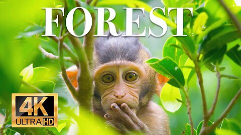 дикие животные леса 4k - Замечательный фильм о дикой природе с успокаивающей музыкой