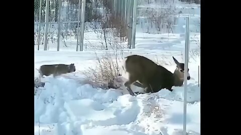 Lynx Attacks Mule Deer in BC