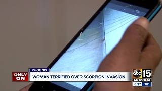 Valley woman says her apartment is infested with scorpions