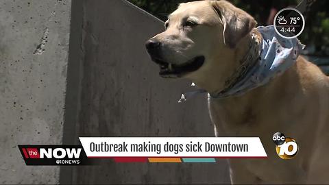 Dog disease on the rise in San Diego
