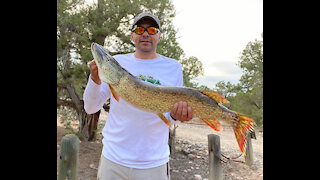 Trophy Northern Pike and Catfish at Navajo Lake, NM ! - Spoonplugging