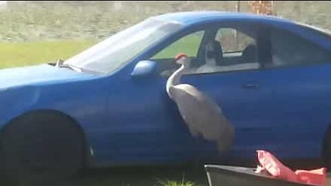 Crane doesn't like its own reflection