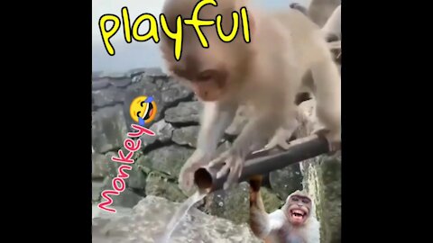 A playful monkey 🐒