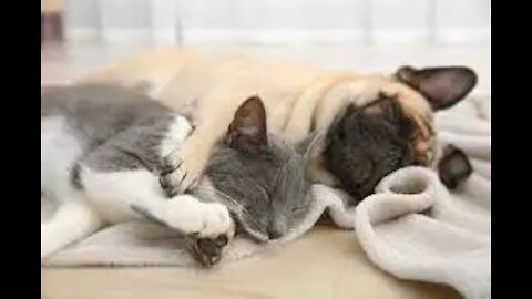 Cats and Dogs Sleeping Together Funny Compilation