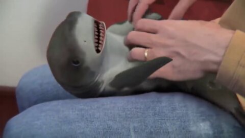 Cutest Baby Shark Baby Animals Reaction