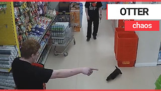 Otter was caught on CCTV wandering around a supermarket