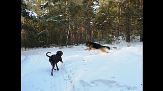 Winter fun dogs