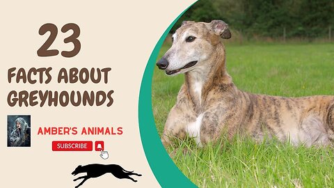 23 Facts About Greyhounds