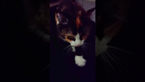 Cat Kneading at Night