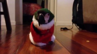 "A Green Macaw Bird Wears A Santa Claus Costume"