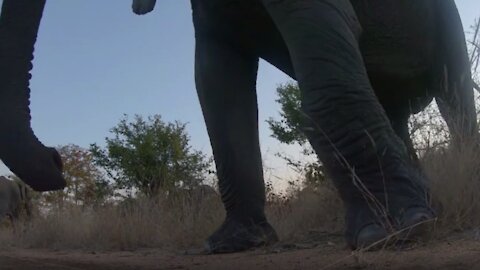 Elephant bull is unimpressed with camera, kicks it over with his foot