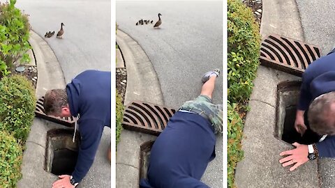 Retired RCMP officer lifts sewer cover and saves baby ducklings