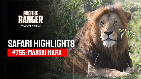 Safari Highlights #755: 05 March 2023 | Maasai Mara/Zebra Plains | Latest Wildlife Sightings